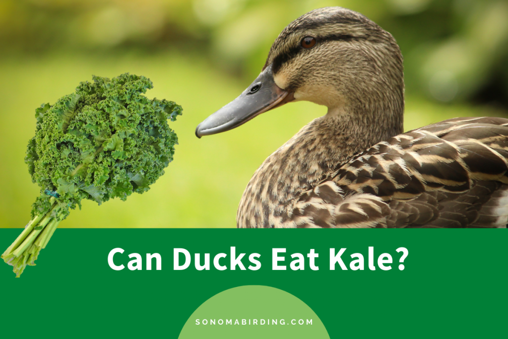 Can Ducks Eat Kale? (Nutrition, Benefits, Feeding Tips) Sonoma Birding