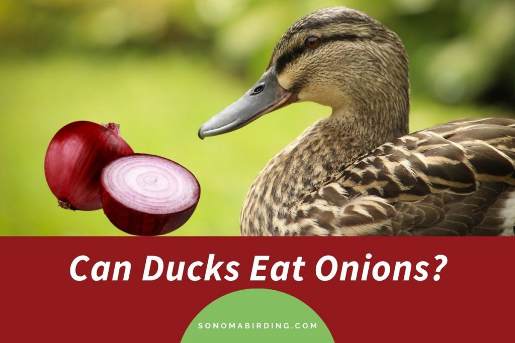 Can Ducks Eat Onions? Sonoma Birding