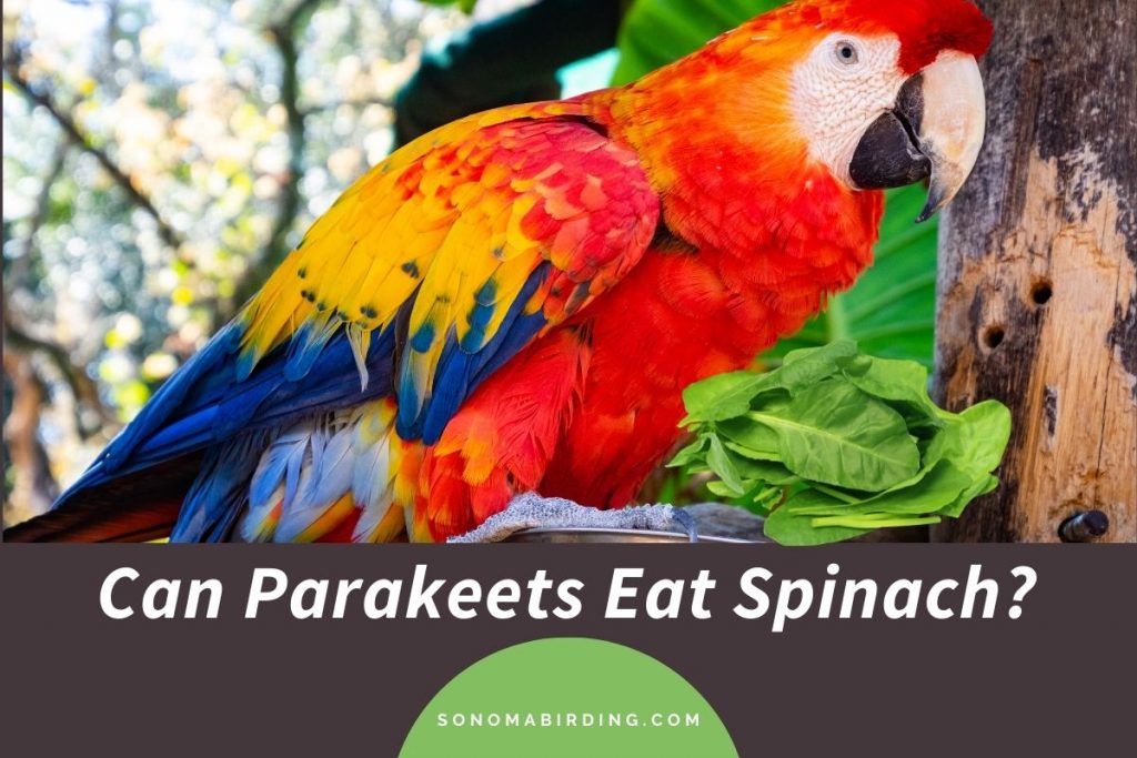 Can Parakeets Eat Spinach? (Is It Safe?) Sonoma Birding