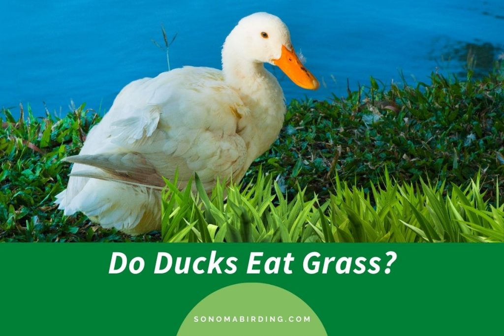 Do Ducks Eat Grass? Sonoma Birding