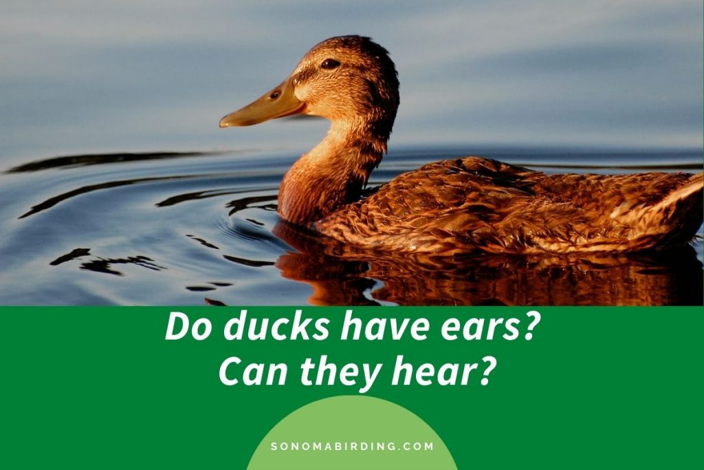 Do ducks have ears? Can they hear? Sonoma Birding