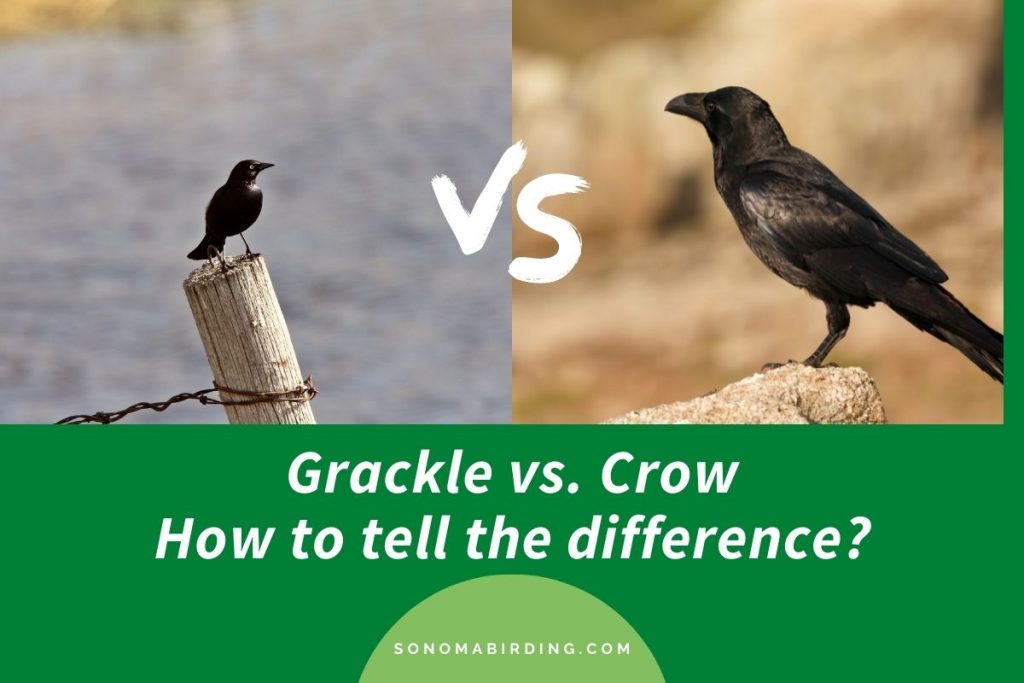 Grackle vs Crow How To Tell the Difference? Sonoma Birding