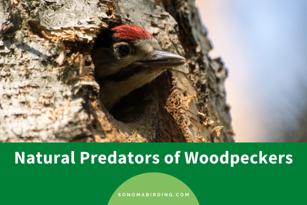 Fun Facts: Weird World Of Woodpeckers — Edmonton Area Land Trust