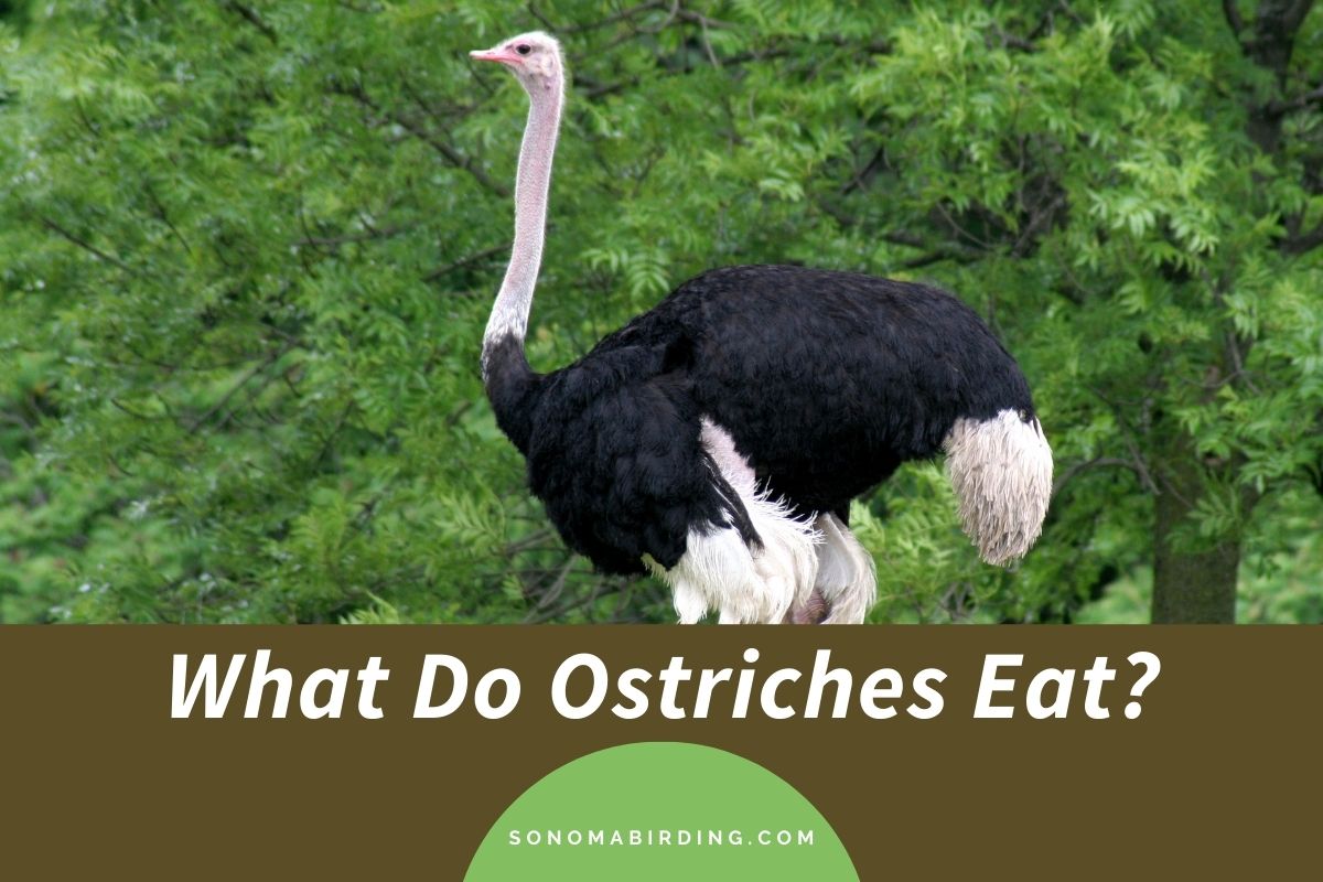 What Do Ostriches Eat?
