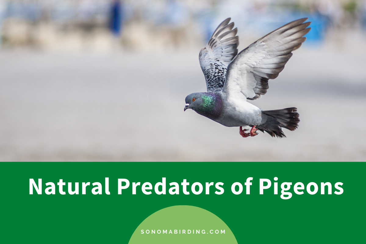 What Eats Pigeons
