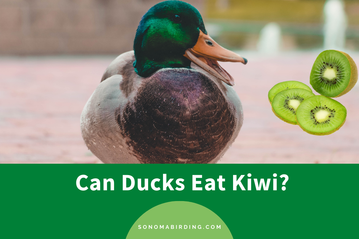 Can Ducks Eat Kiwi