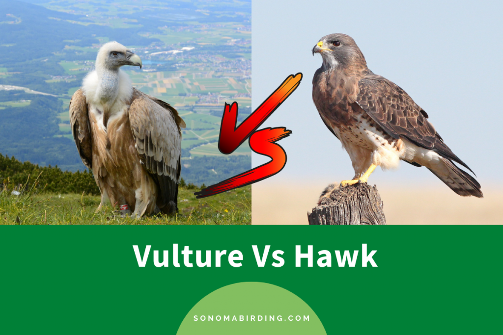 Vulture vs. Hawk What's the Difference? Sonoma Birding