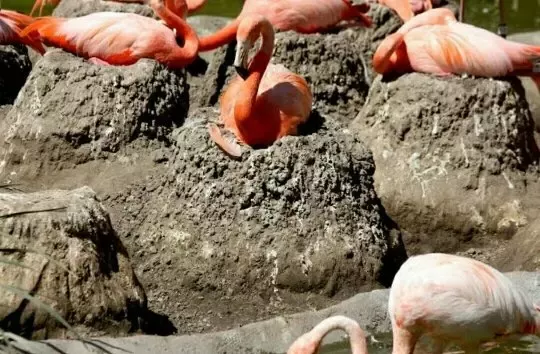 American Flamingo Nest