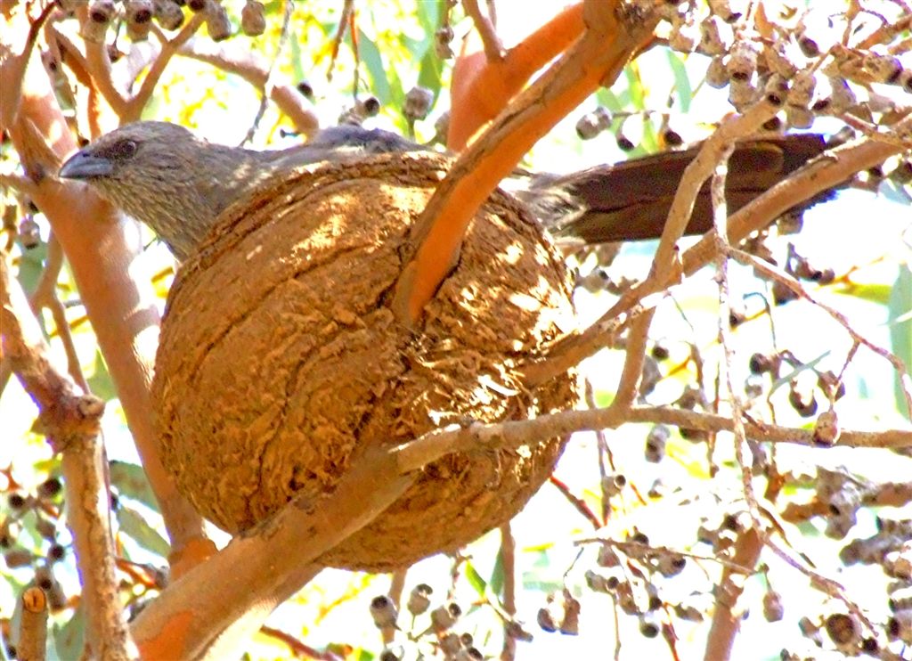 Apostlebird Nest