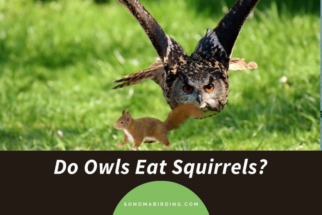 Do Owls Eat Squirrels? Sonoma Birding