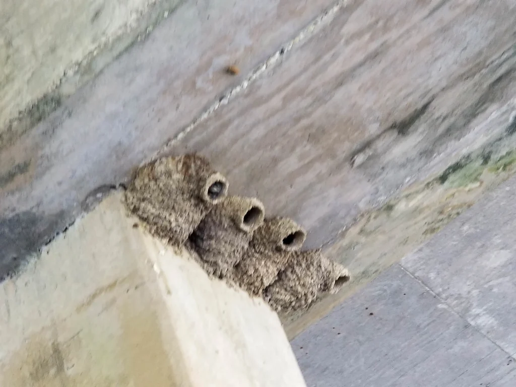 Purple Martin Nest