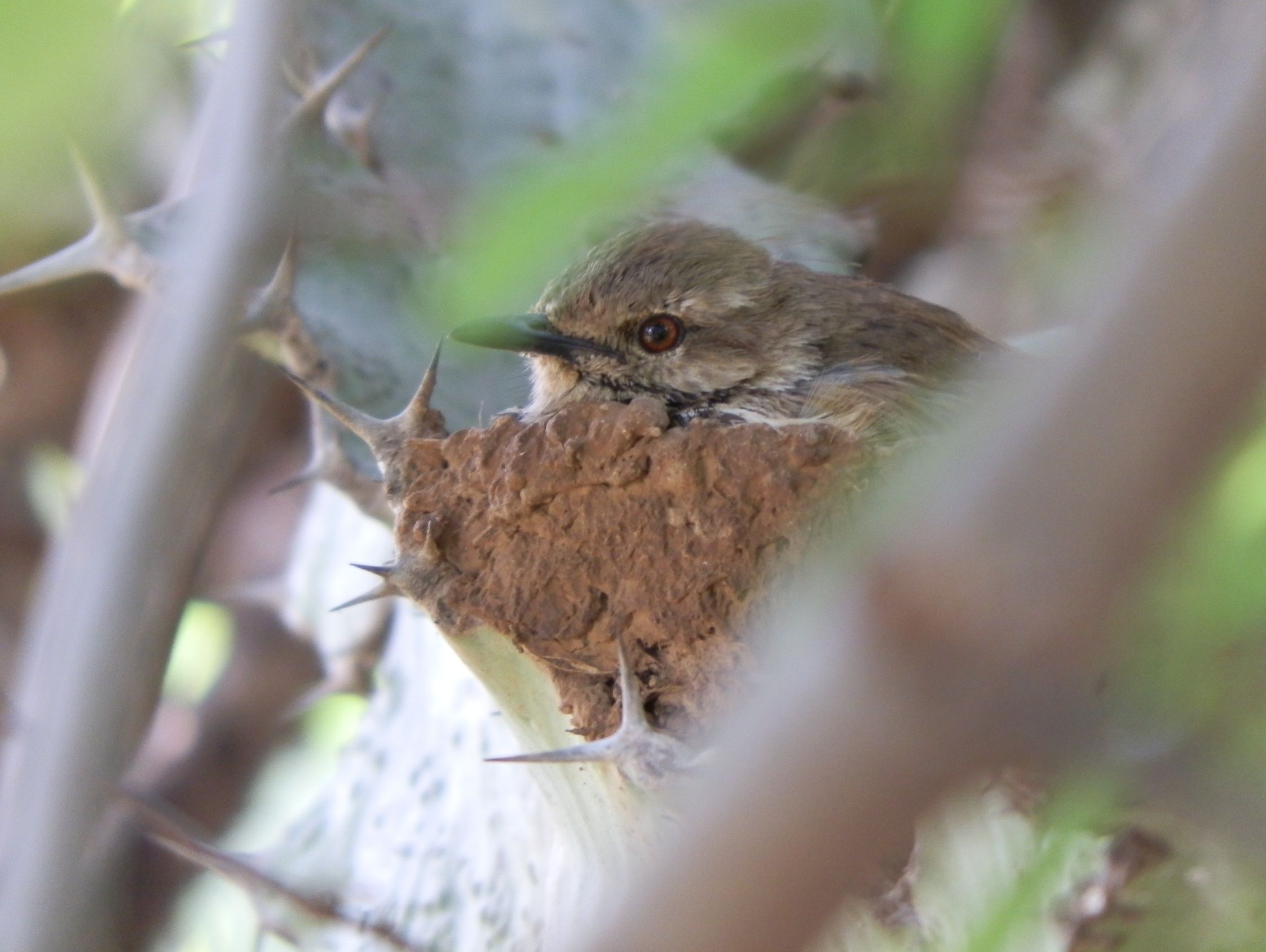 Spotted Morning Thrush Nest