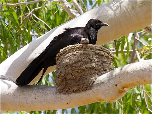 White-winged Chough Nest