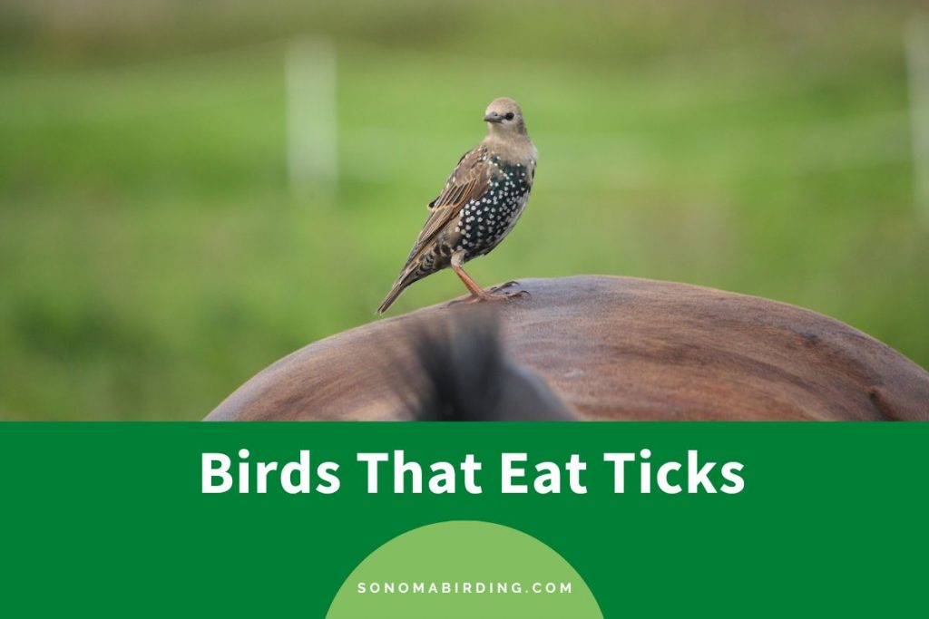 11 Birds That Eat Ticks Sonoma Birding