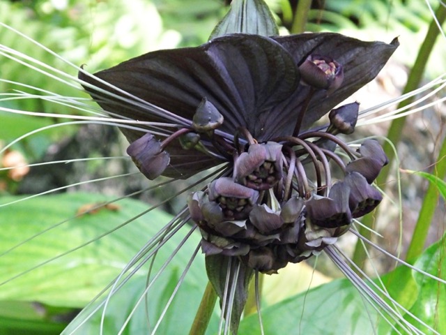 Bat Flowers