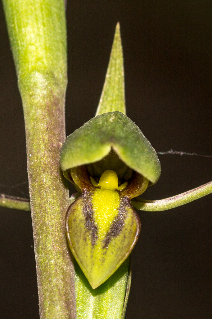 Bird’s Mouth Orchids