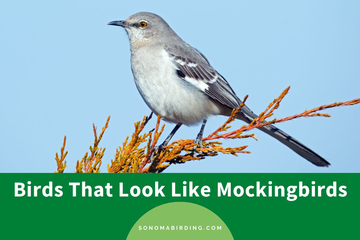Birds That Look Like Mockingbirds