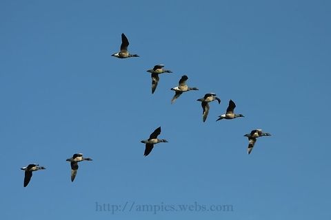 Brant V Formation