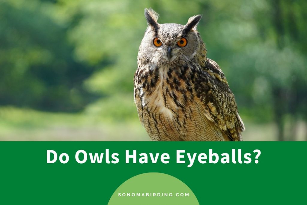Do Owls Have Eyeballs? Sonoma Birding