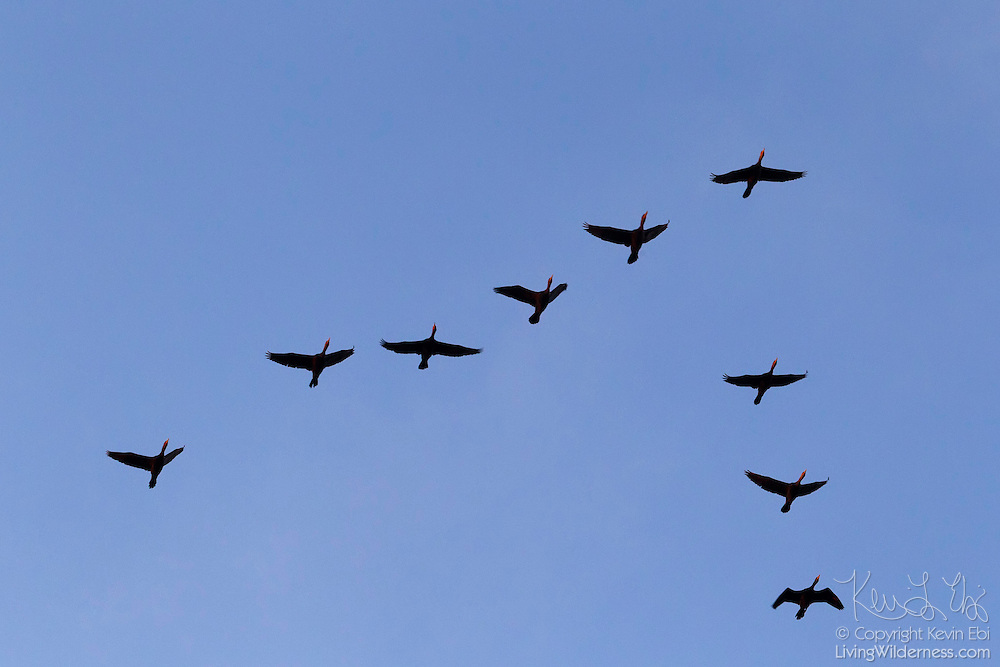 Double-Crested Cormorants Flying in Formation