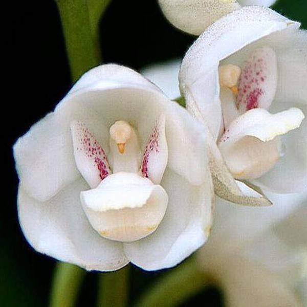 Dove Orchids