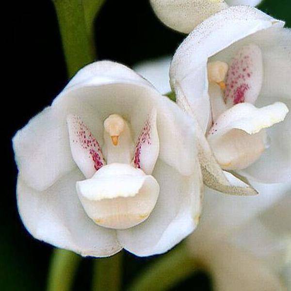 9 Flowers That Look Like Birds (With Photos)