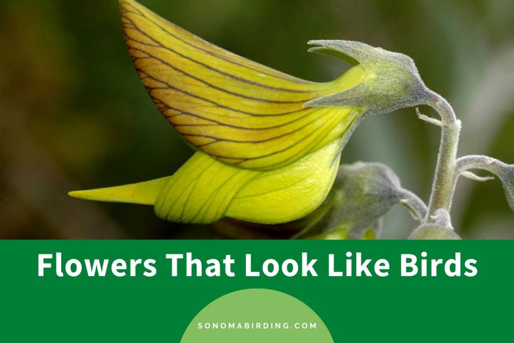 9 Flowers That Look Like Birds (With Photos) Sonoma Birding