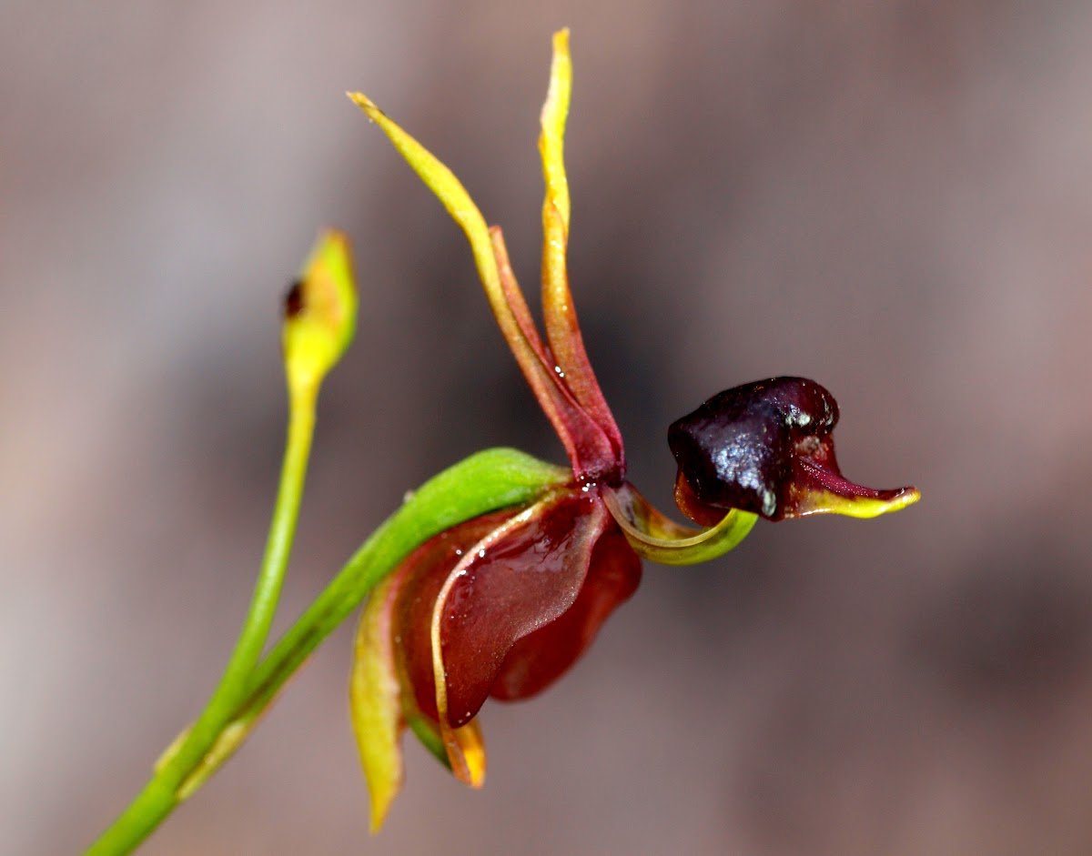 Flying Duck Orchids