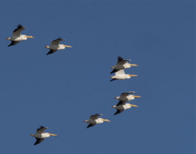 Great White Pelican V Formation