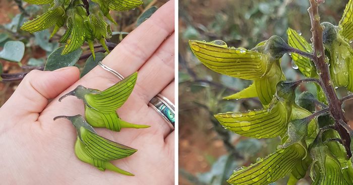 Green Birdflower