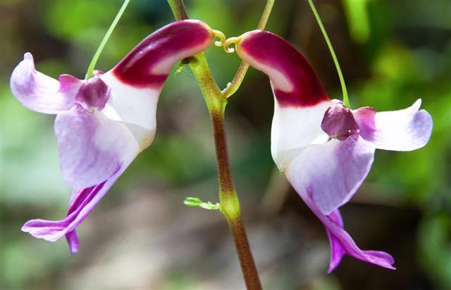 Parrot Flowers