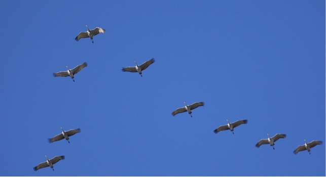 Sandhill Crane V Formation