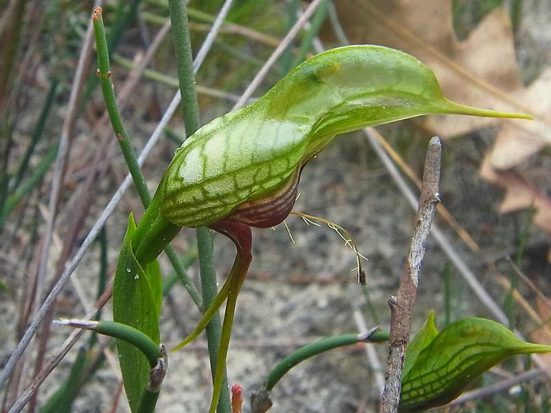 Western Bearded Greenhood