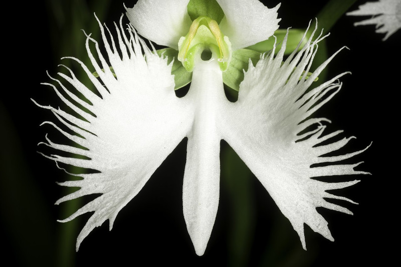 White Egret Orchids