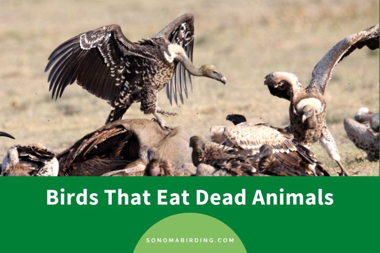 25 Birds That Eat Dead Animals Sonoma Birding 8-home-remedies-for-a-sick-dog-that-s-not-eating-patchpuppy
