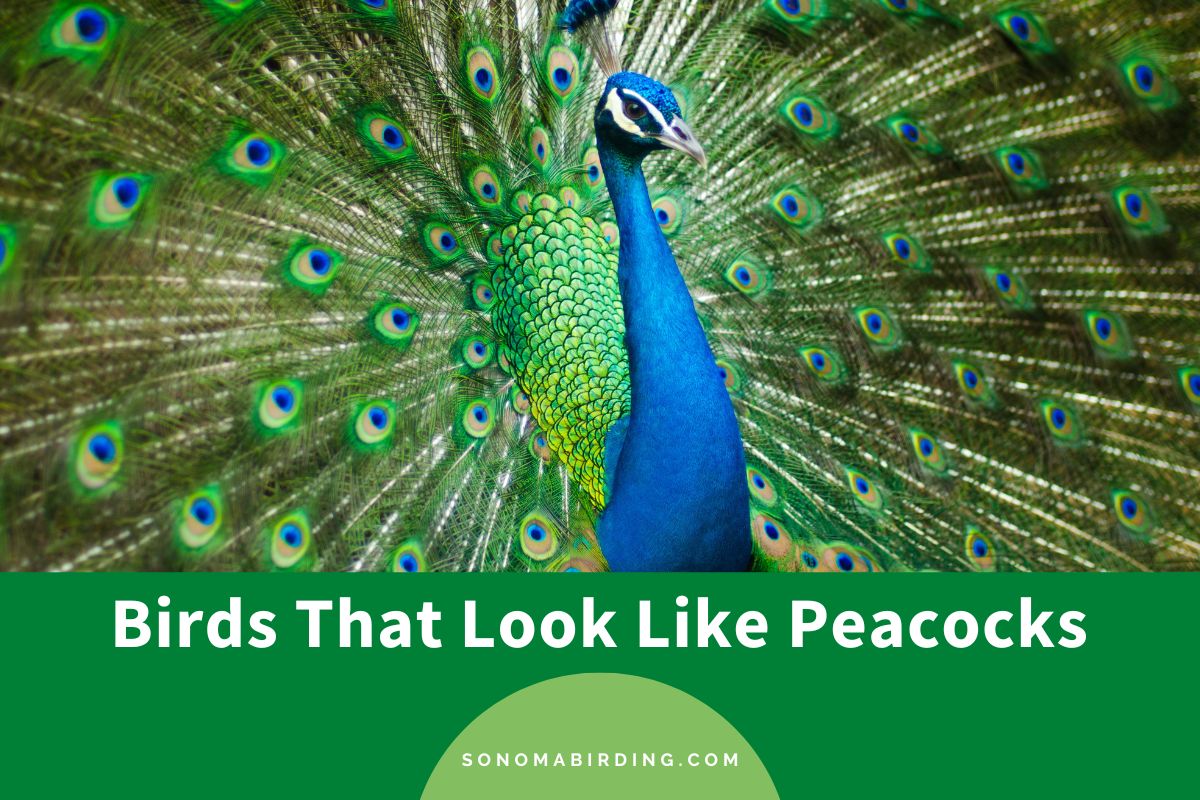 Birds That Look Like Peacocks