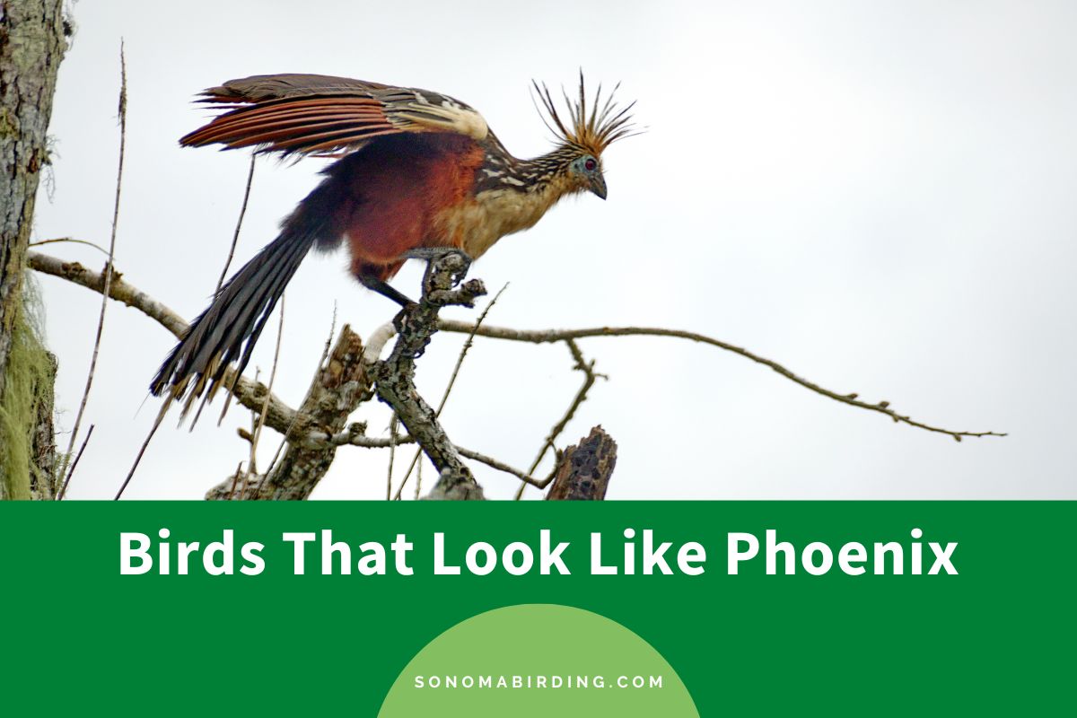 12 Birds That Look Like Phoenix - Sonoma Birding