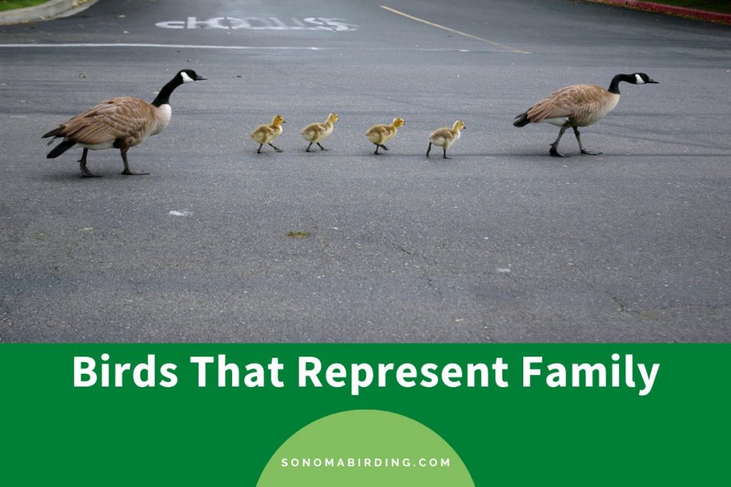 8 Birds That Represent Family Sonoma Birding