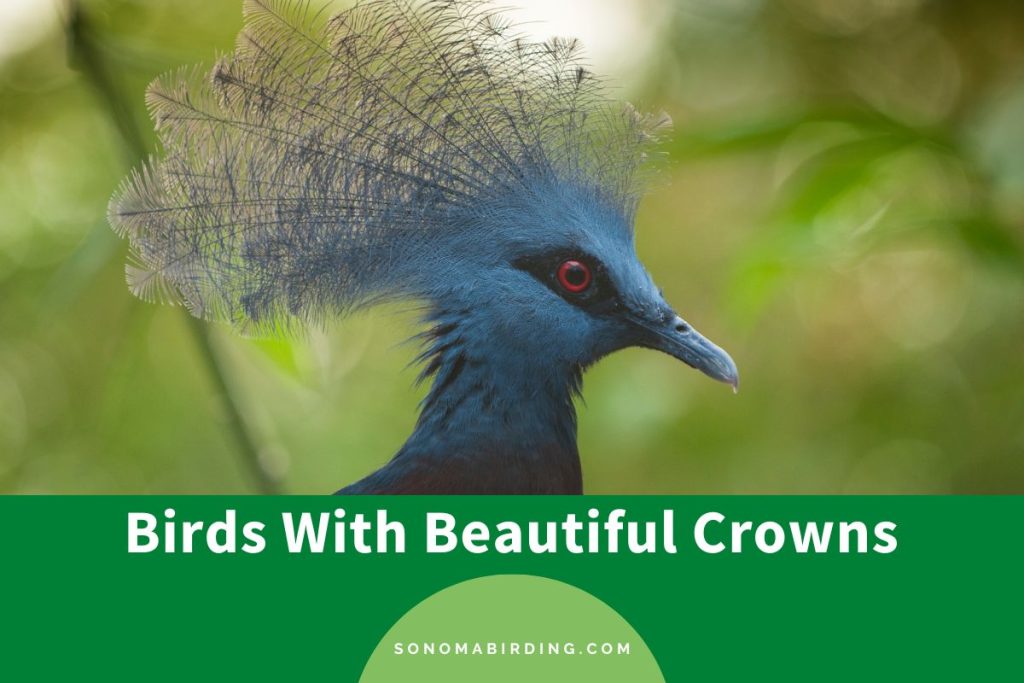 16 Birds With Beautiful Crowns (With Pictures) Sonoma Birding