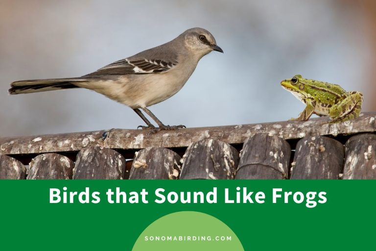 12 Birds That Sound Like Frogs Sonoma Birding