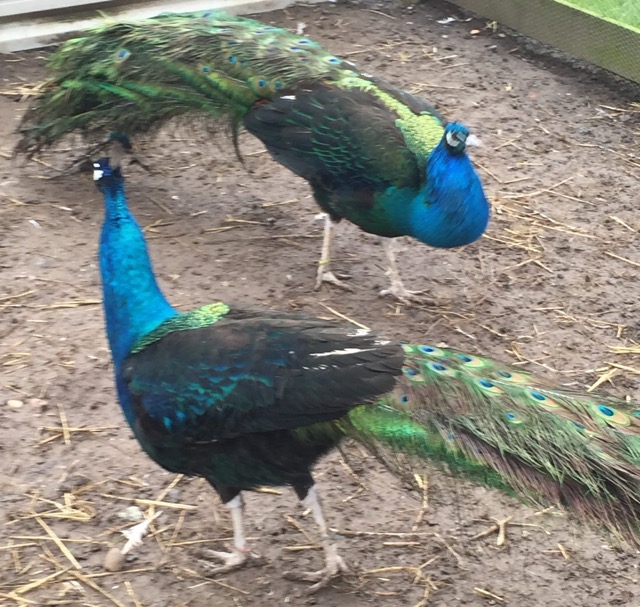 Black Shouldered Peafowl