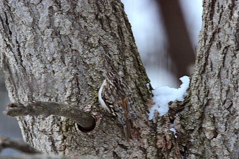 Brown Creeper