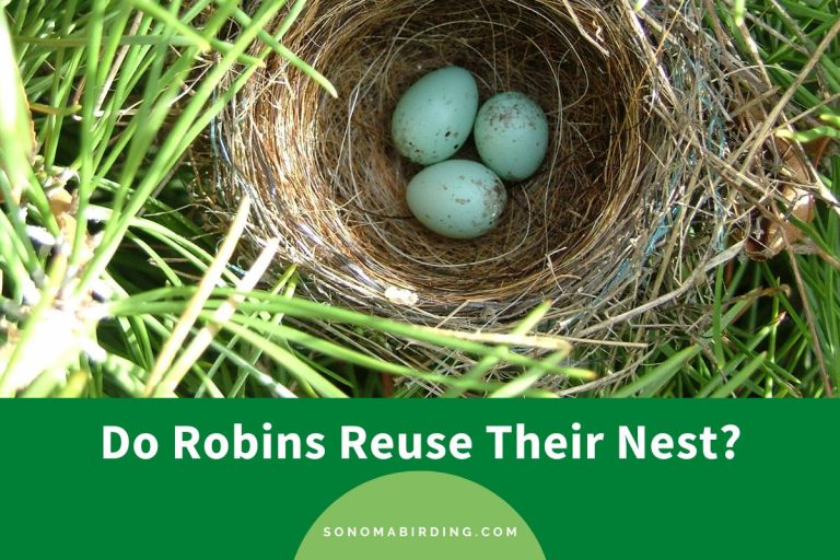 Do Robins Reuse Their Nest? Sonoma Birding