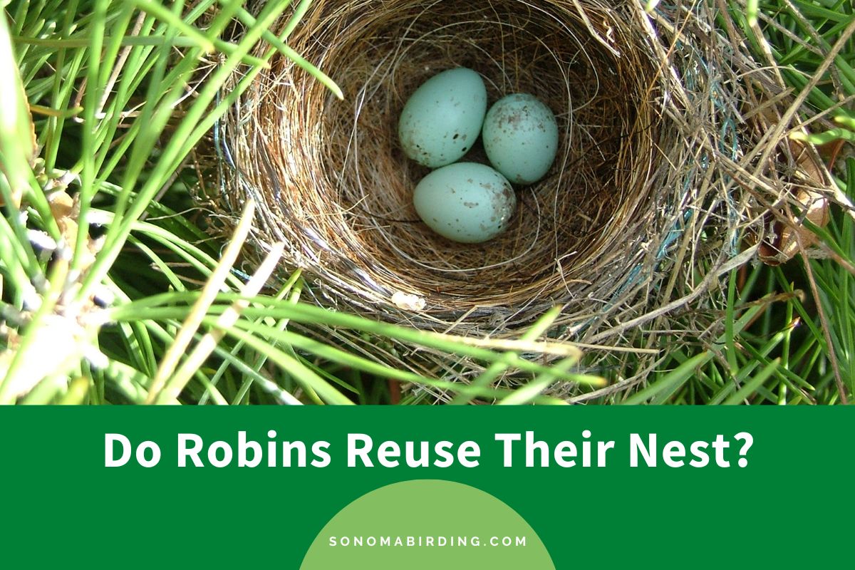 Do Robins Reuse Their Nest