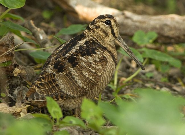 Eurasian Woodcock