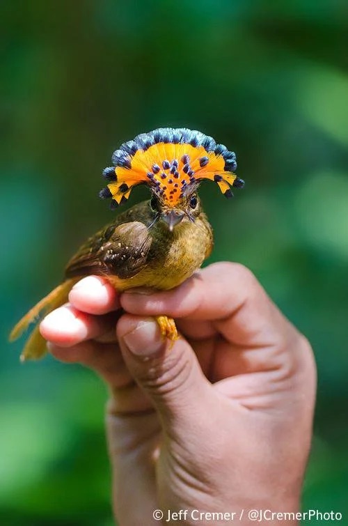 Royal Flycatcher