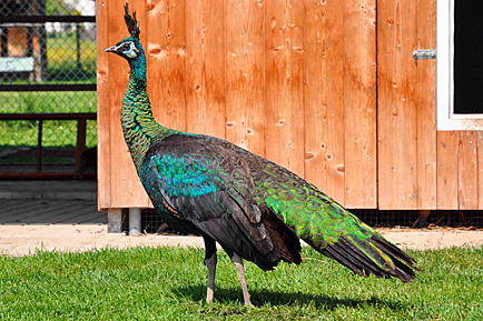 Spalding Peafowl