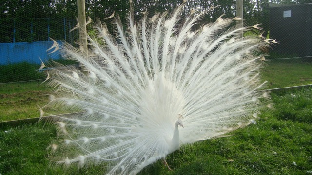 White Peafowl