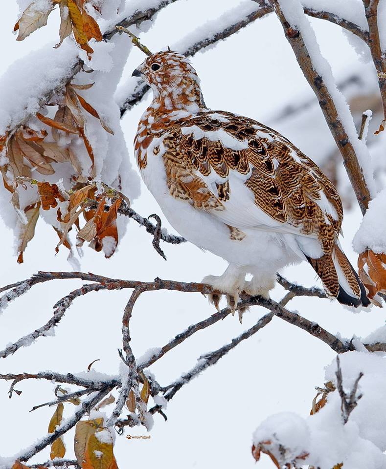 Willow Ptarmigan