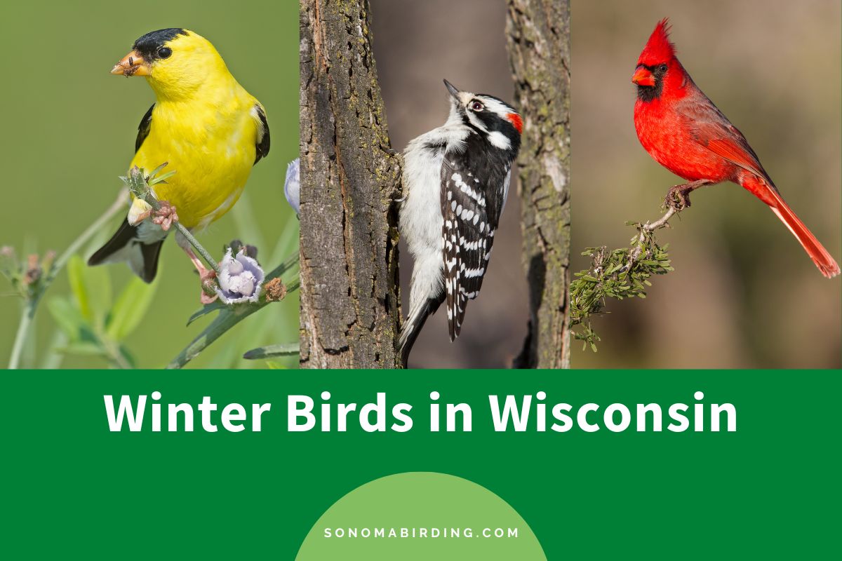 Winter Birds in Wisconsin